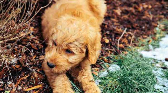 Why do some dogs NOT shed? Why do some dogs NOT shed