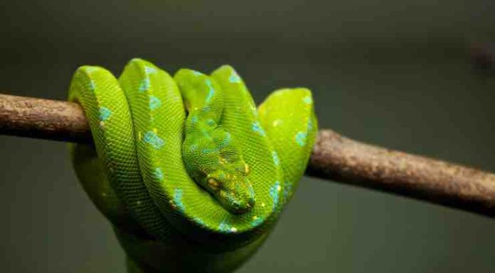 Can Emerald Tree Boas Be Kept as Pets? Can Emerald Tree Boas Be Kept as Pets