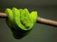 Can Emerald Tree Boas Be Kept as Pets? Can Emerald Tree Boas Be Kept as Pets