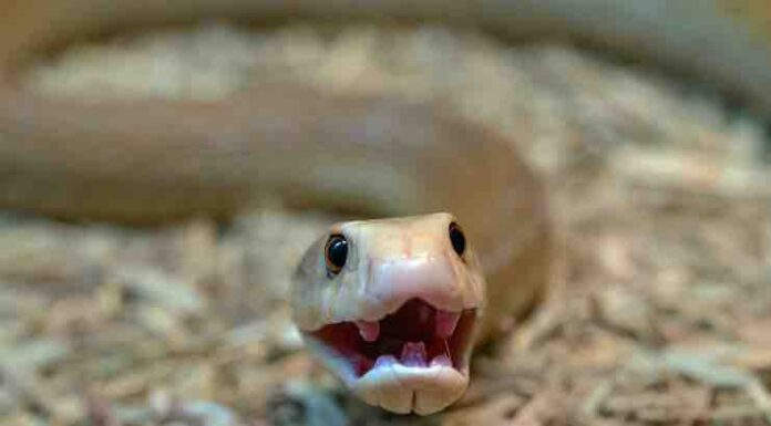 The Difference Between Venomous and Poisonous Snakes Difference Between Venomous and Poisonous Snakes