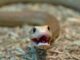 The Difference Between Venomous and Poisonous Snakes Difference Between Venomous and Poisonous Snakes