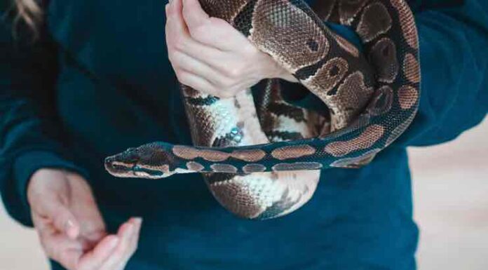 Snakes Make Good Pets – Here’s How to Choose One for You Snakes Make Good Pets