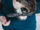 Snakes Make Good Pets – Here’s How to Choose One for You Snakes Make Good Pets