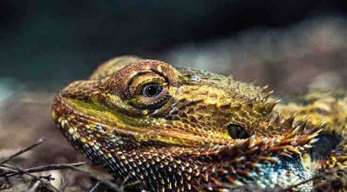 Myths and Facts about Bearded Dragon Care bearded dragon care