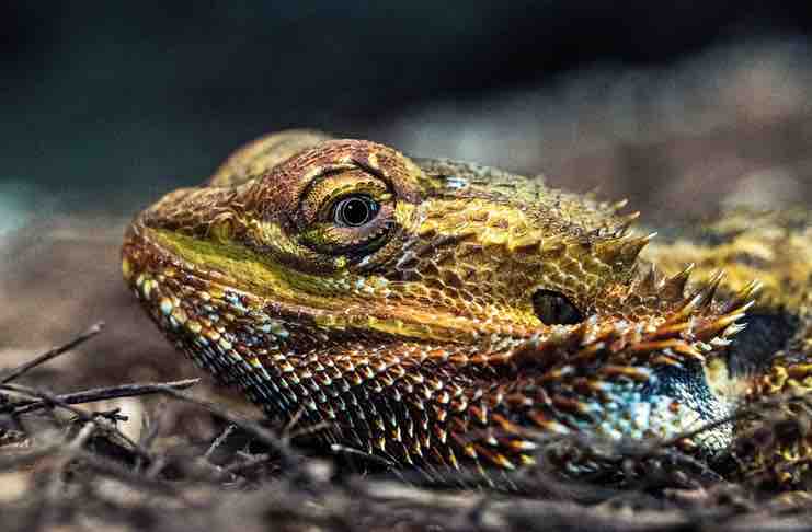 Myths and Facts about Bearded Dragon Care