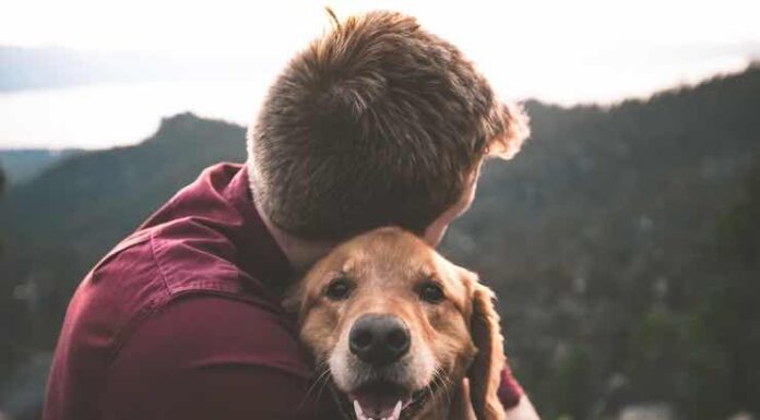 What Are The Best Dogs For Anxiety and Panic Attacks? Best Dogs For Anxiety