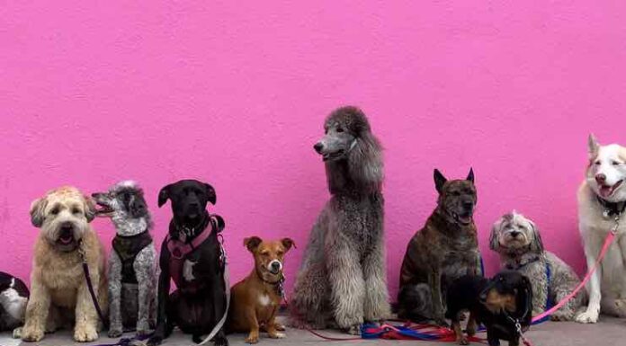 How to Prepare for Boarding Your Dog Dog Boarding