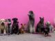 How to Prepare for Boarding Your Dog Dog Boarding