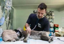 Your Pet Needs Emergency Vet Care If You See These Signs Emergency Vet Care