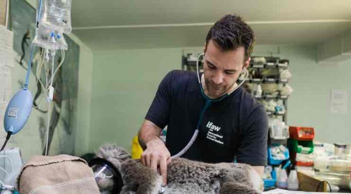 Your Pet Needs Emergency Vet Care If You See These Signs Emergency Vet Care