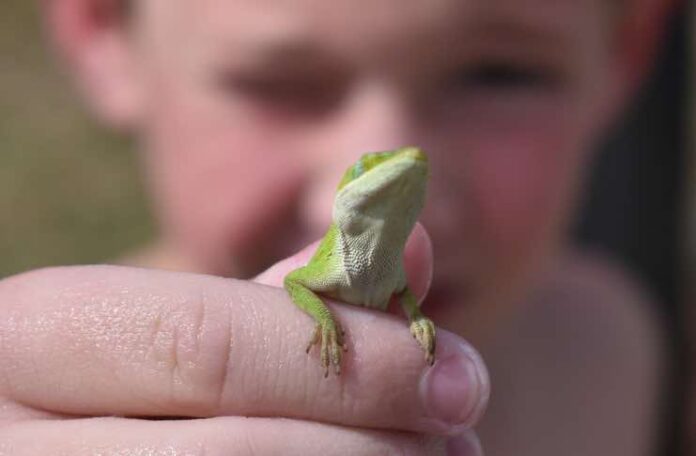 How Reptiles and Snakes Make Childhood Memorable