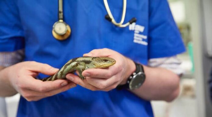 Does Having a Reptile as a Pet Bring Happiness? Reptile as a Pet