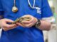 Does Having a Reptile as a Pet Bring Happiness? Reptile as a Pet