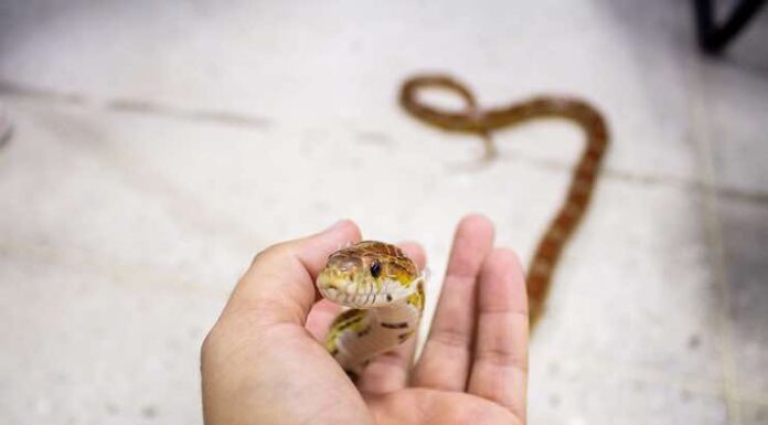 The Best Ways to Incorporate a Snake Into Your Family The Best Ways to Incorporate a Snake Into Your Family