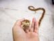 The Best Ways to Incorporate a Snake Into Your Family The Best Ways to Incorporate a Snake Into Your Family