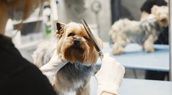 How To Find The Top Dog Grooming Scissors Dog Grooming Scissors