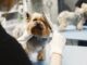 How To Find The Top Dog Grooming Scissors Dog Grooming Scissors
