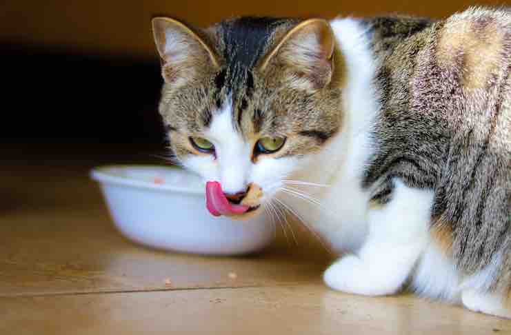 How to feed cat wet food while on sale away