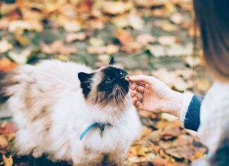 How to Feed your Cat Wet Food While Away