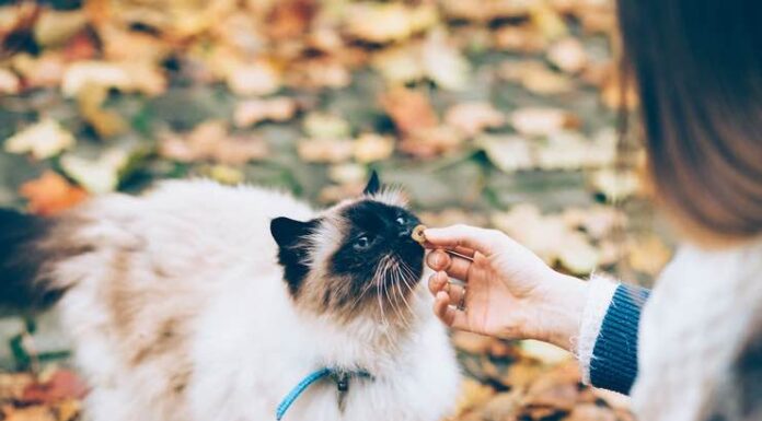 How to Feed Your Cat Wet Food While Away? A Short Guide How to Feed your Cat Wet Food While Away