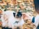 How to Feed Your Cat Wet Food While Away? A Short Guide How to Feed your Cat Wet Food While Away