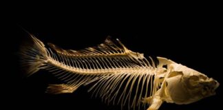 ancient fish