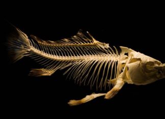 ancient fish
