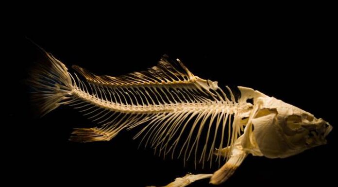 Awesome Facts About 5 Ancient Fish You Probably Never Knew ancient fish