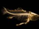 Awesome Facts About 5 Ancient Fish You Probably Never Knew ancient fish