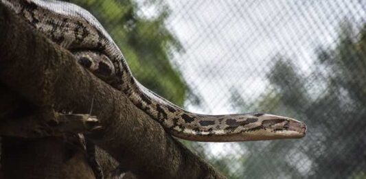 Facts About the Burmese Python