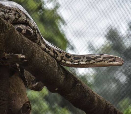 Facts About the Burmese Python