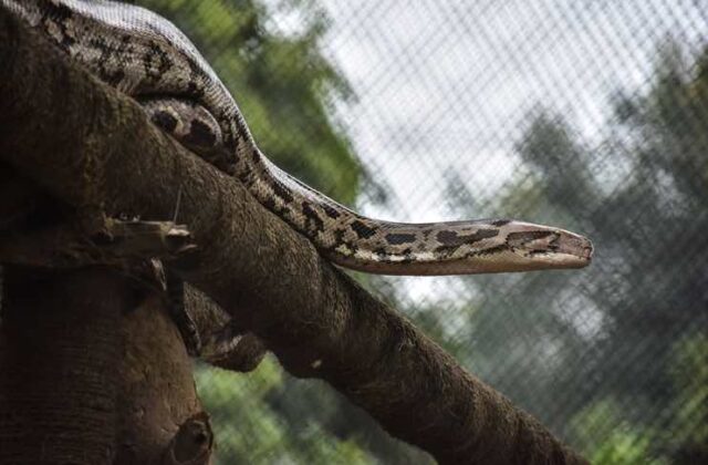 13 Fascinating Facts About the Burmese Python – Cobras.org