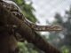 13 Fascinating Facts About the Burmese Python Facts About the Burmese Python