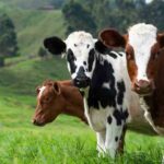7 Most Common Metabolic Disorders In Animals And How To Cure Them Common Metabolic Disorders In Animals And How To Cure Them