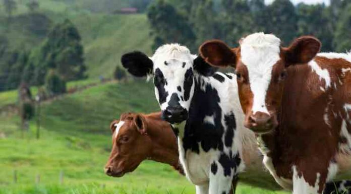 7 Most Common Metabolic Disorders In Animals And How To Cure Them Common Metabolic Disorders In Animals And How To Cure Them