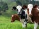 7 Most Common Metabolic Disorders In Animals And How To Cure Them Common Metabolic Disorders In Animals And How To Cure Them
