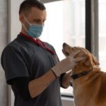Medical Help to Your Pets