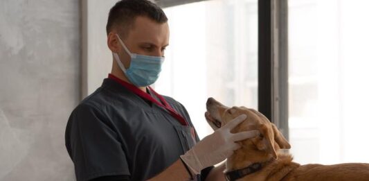 Medical Help to Your Pets