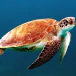 Pet Turtles vs. Pet Tortoises: An Introductory Pet Guide Pet Turtles vs. Pet Tortoises