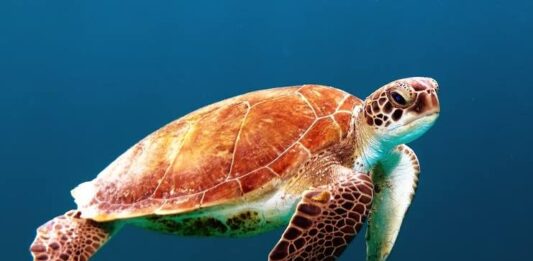 Pet Turtles vs. Pet Tortoises: An Introductory Pet Guide Pet Turtles vs. Pet Tortoises