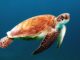 Pet Turtles vs. Pet Tortoises: An Introductory Pet Guide Pet Turtles vs. Pet Tortoises