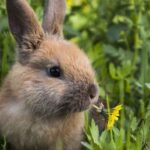 The Best Vegetarian Household Pets that might surprise you! The Best Vegetarian Household Pets