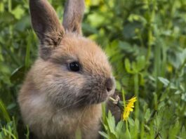 The Best Vegetarian Household Pets