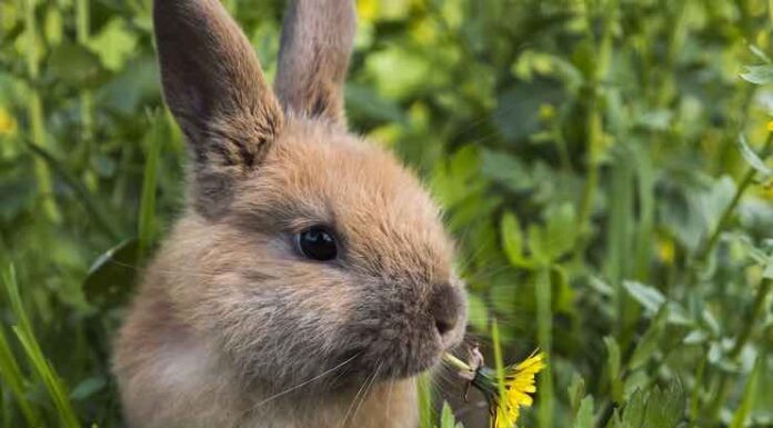 The Best Vegetarian Household Pets that might surprise you! The Best Vegetarian Household Pets