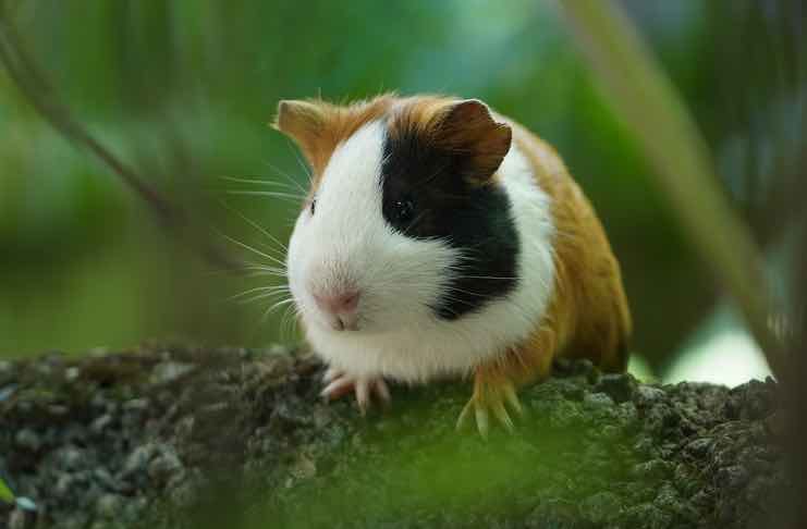 Are guinea outlet pigs vegetarian