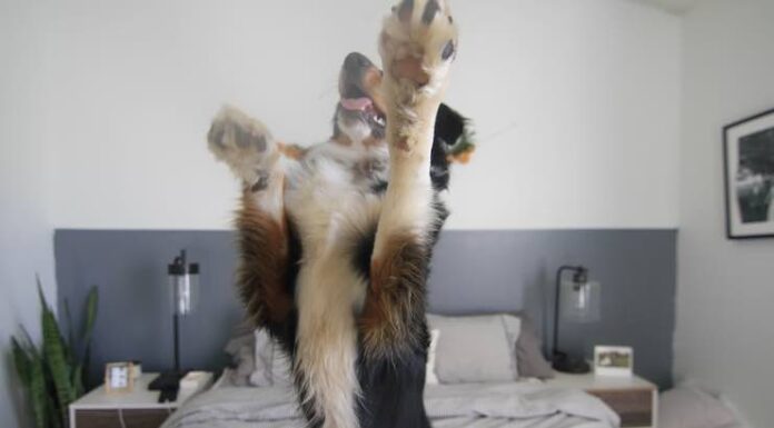 Dog Home Safety Tips You Should Be Aware Dog Home Safety Tips