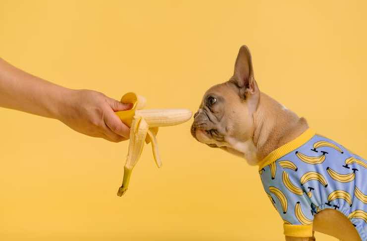 How Dogs Perceive the World Through Taste