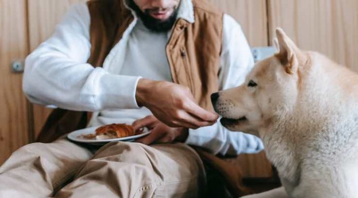 The Amazing Taste Buds of Dogs: How Dogs Perceive the World Through Taste (with Videos) Taste Buds of Dogs