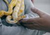 Common Misconceptions About Keeping Snakes as Pets Common Misconceptions About Keeping Snakes as Pets