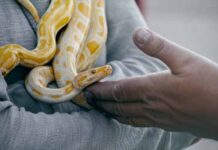 Common Misconceptions About Keeping Snakes as Pets